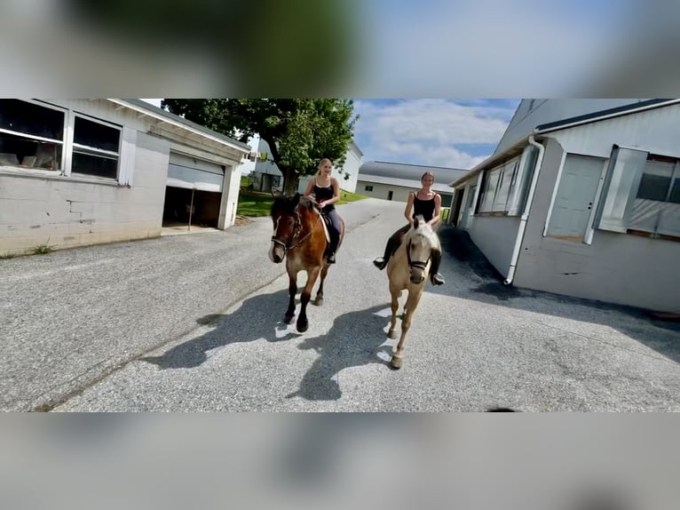 Percheron Mix Mare 4 years 15,2 hh Palomino in Gap