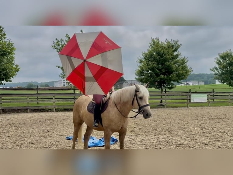 Percheron Mix Mare 4 years 15,2 hh Palomino in Gap