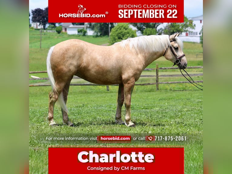 Percheron Mix Mare 4 years 15,2 hh Palomino in Gap