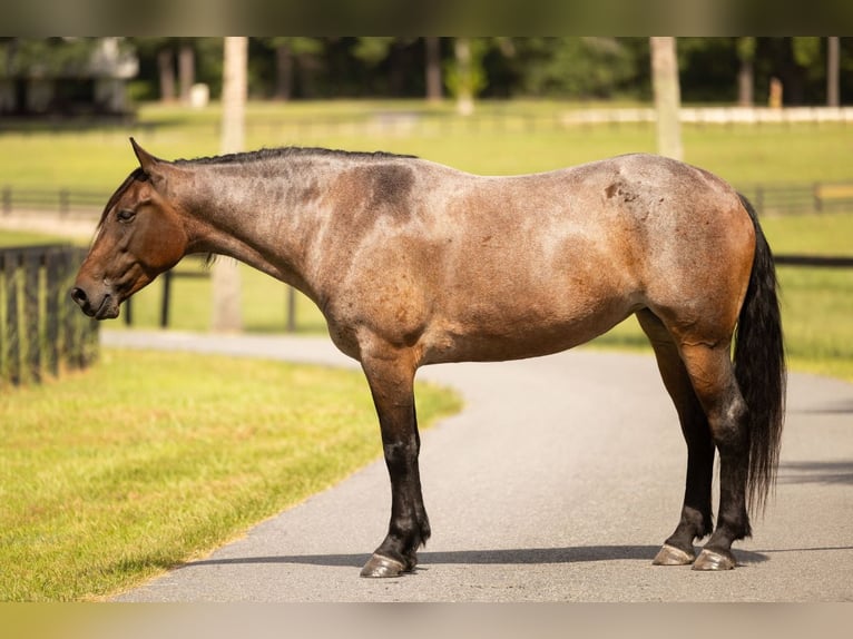 Percheron Mix Mare 4 years 15,2 hh Roan-Bay in Ocala