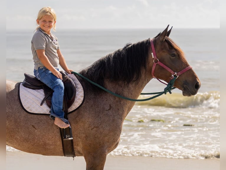 Percheron Mix Mare 4 years 15,2 hh Roan-Bay in Ocala