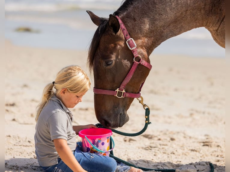 Percheron Mix Mare 4 years 15,2 hh Roan-Bay in Ocala