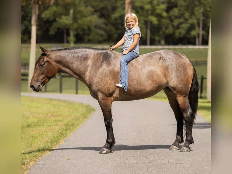 Percheron Mix Mare 4 years 15,2 hh Roan-Bay in Ocala