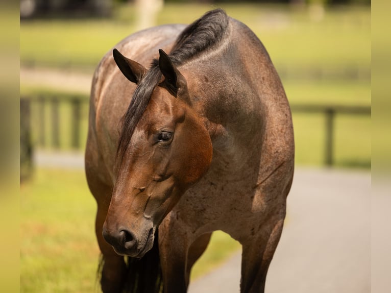 Percheron Mix Mare 4 years 15,2 hh Roan-Bay in Ocala
