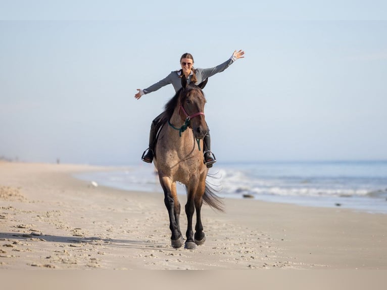 Percheron Mix Mare 4 years 15,2 hh Roan-Bay in Ocala