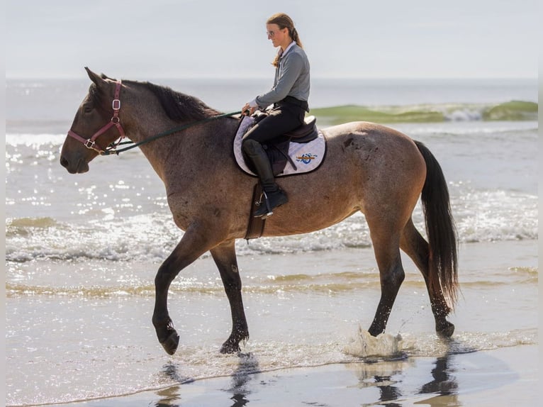 Percheron Mix Mare 4 years 15,2 hh Roan-Bay in Ocala