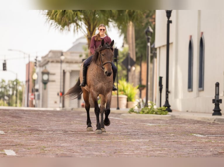 Percheron Mix Mare 4 years 15,2 hh Roan-Bay in Ocala