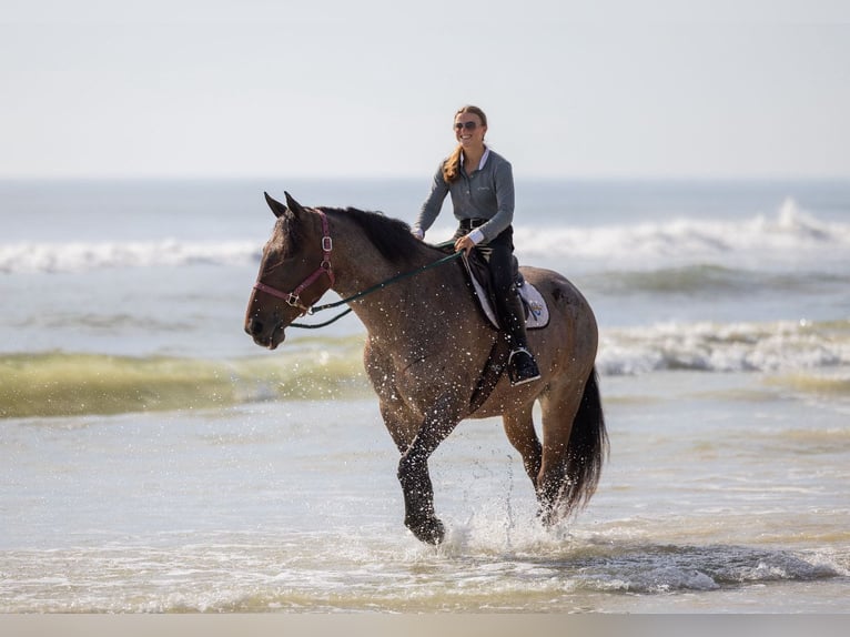 Percheron Mix Mare 4 years 15,2 hh Roan-Bay in Ocala