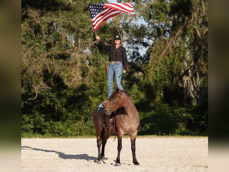 Percheron Mix Mare 4 years 15,2 hh Roan-Bay in Ocala