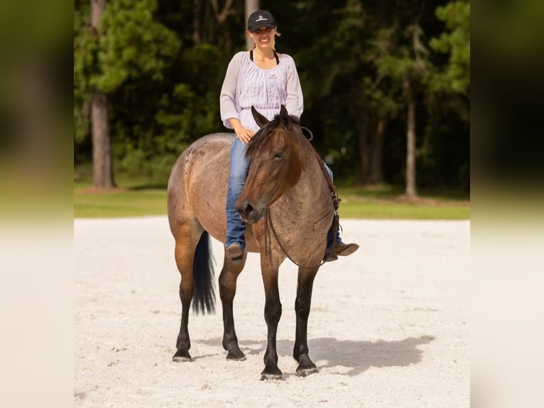 Percheron Mix Mare 4 years 15,2 hh Roan-Bay in Ocala