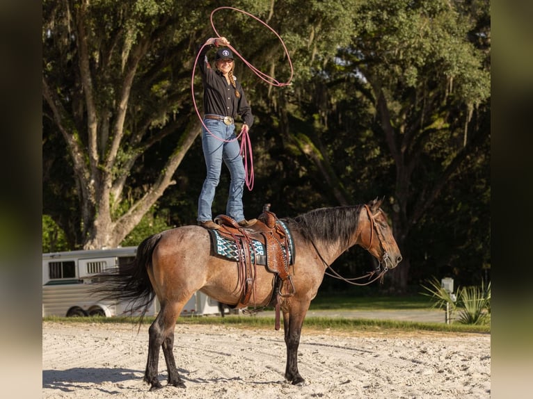 Percheron Mix Mare 4 years 15,2 hh Roan-Bay in Ocala