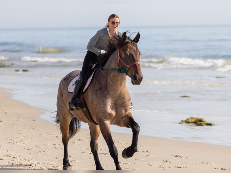 Percheron Mix Mare 4 years 15,2 hh Roan-Bay in Ocala