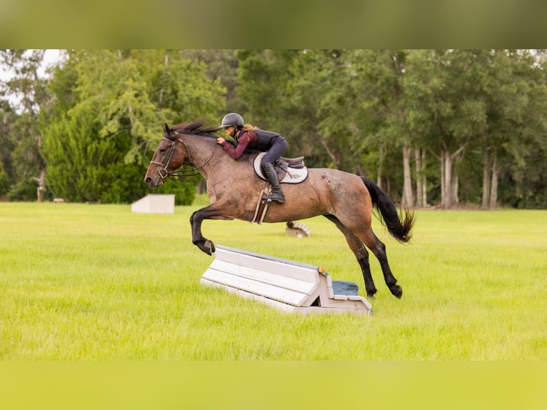 Percheron Mix Mare 4 years 15,2 hh Roan-Bay in Ocala