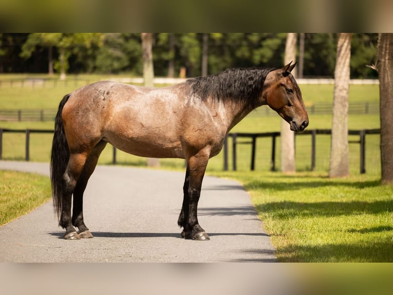 Percheron Mix Mare 4 years 15,2 hh Roan-Bay in Ocala