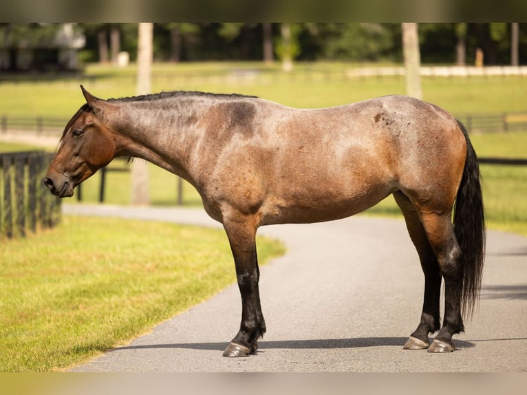 Percheron Mix Mare 4 years 15,2 hh Roan-Bay in Ocala