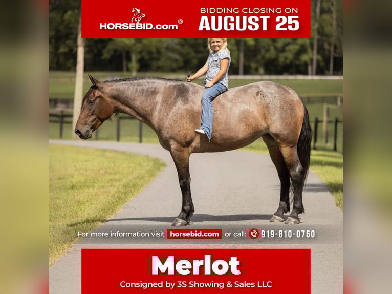 Percheron Mix Mare 4 years 15,2 hh Roan-Bay in Ocala