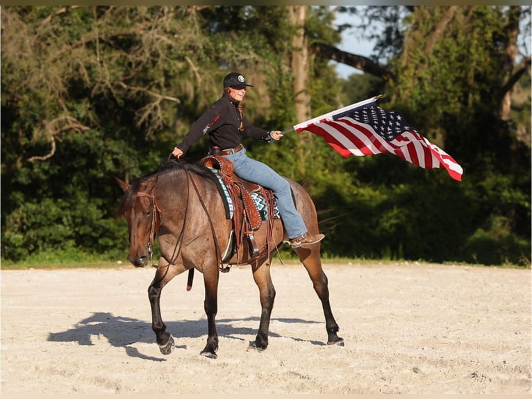 Percheron Mix Mare 4 years 15,2 hh Roan-Bay in Ocala