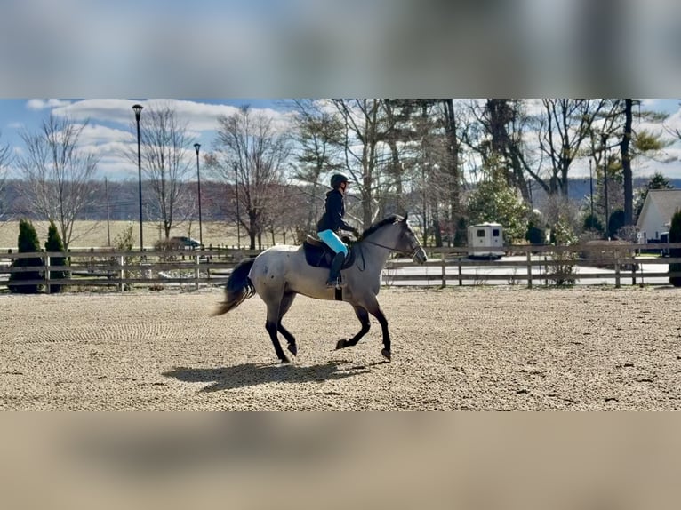 Percheron Mix Mare 4 years 15,2 hh Grey in Gap