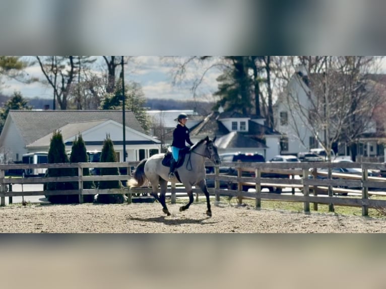 Percheron Mix Mare 4 years 15,2 hh Grey in Gap