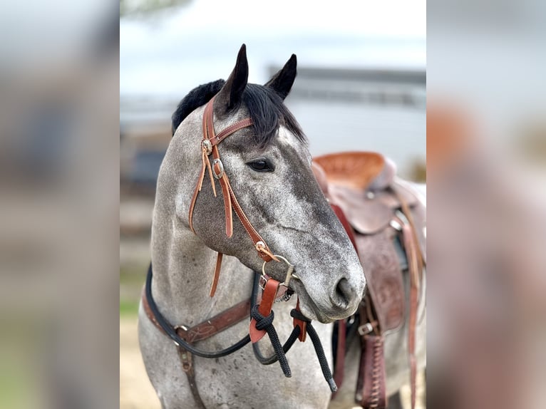Percheron Mix Mare 4 years 15,2 hh Grey in Gap