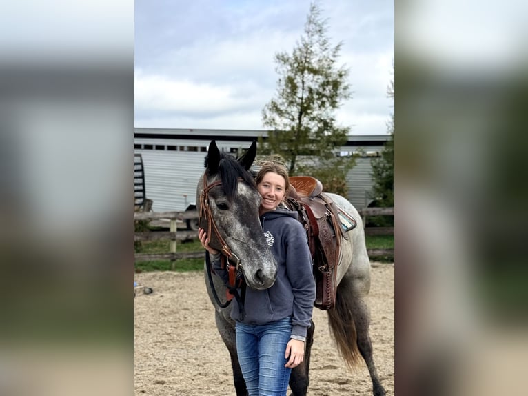 Percheron Mix Mare 4 years 15,2 hh Grey in Gap