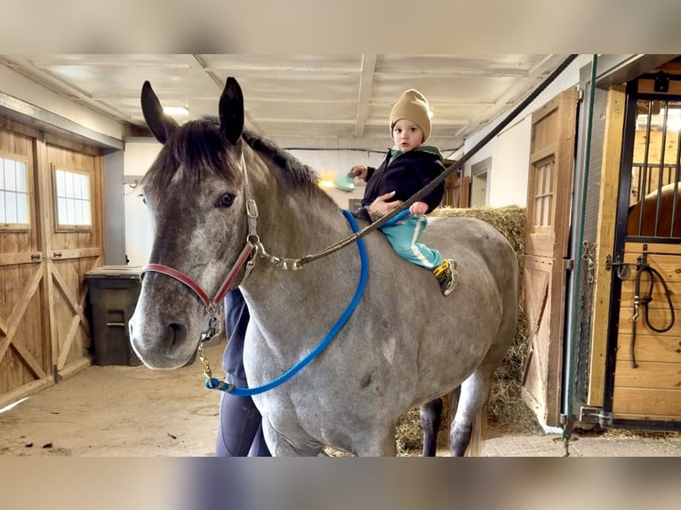 Percheron Mix Mare 4 years 15,2 hh Grey in Gap