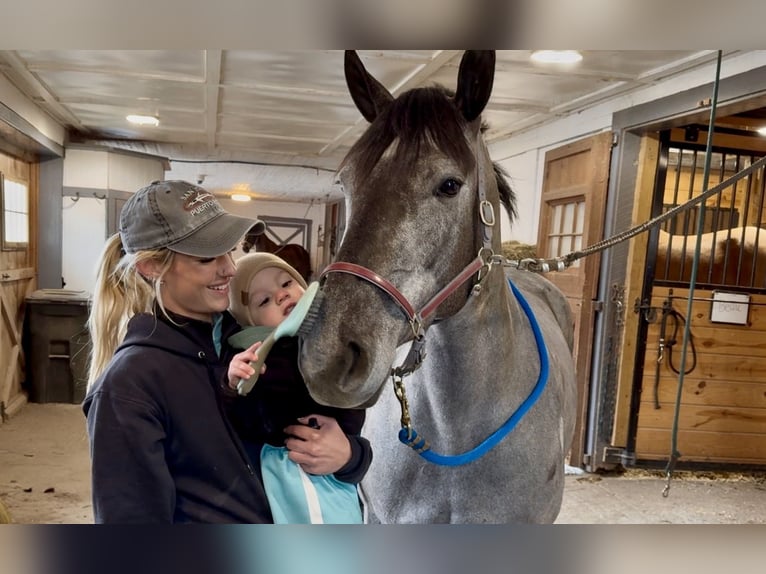 Percheron Mix Mare 4 years 15,2 hh Grey in Gap
