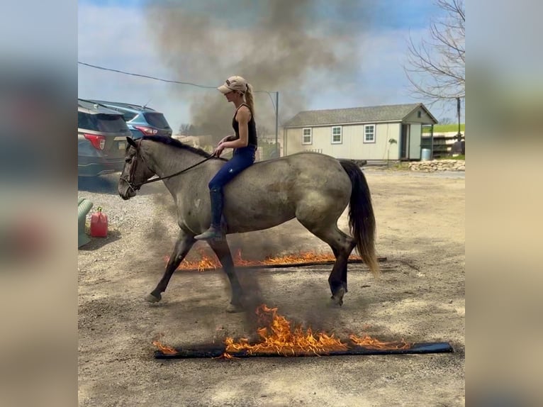 Percheron Mix Mare 4 years 15,2 hh Grey in Gap