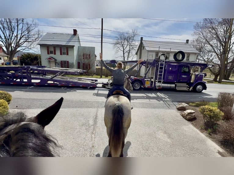 Percheron Mix Mare 4 years 15,2 hh Grey in Gap