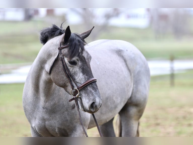 Percheron Mix Mare 4 years 15,2 hh Grey in Gap