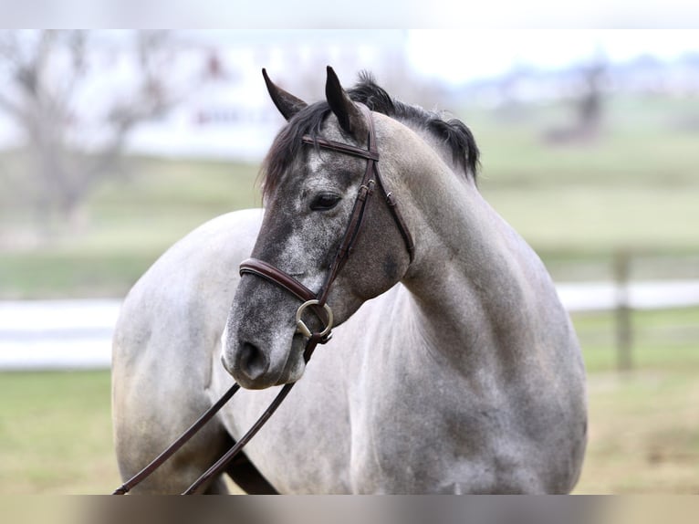 Percheron Mix Mare 4 years 15,2 hh Grey in Gap