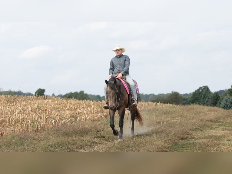 Percheron Mix Mare 4 years 15,3 hh Buckskin in Fredericksburg