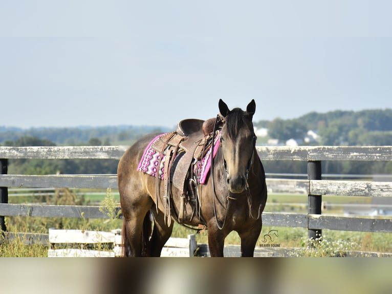 Percheron Mix Mare 4 years 15,3 hh Buckskin in Fredericksburg