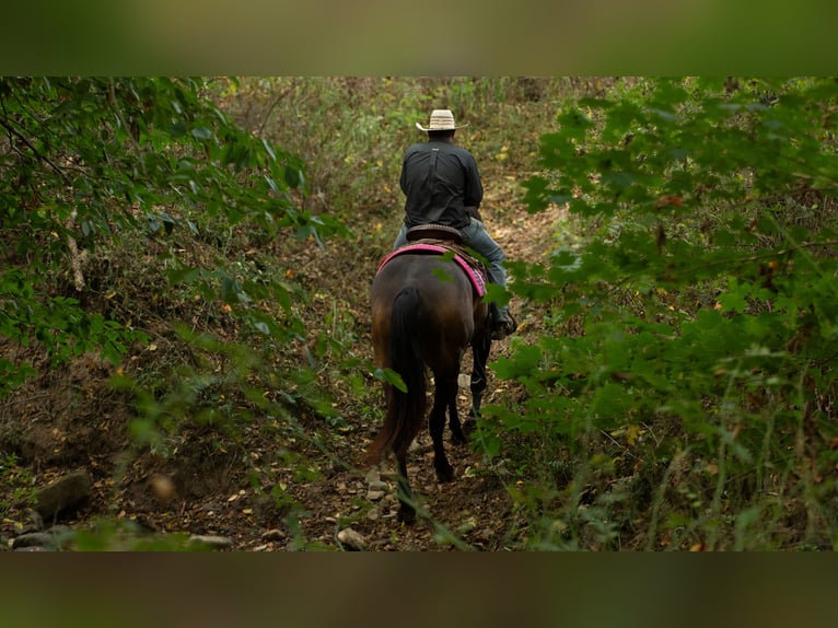 Percheron Mix Mare 4 years 15,3 hh Buckskin in Fredericksburg