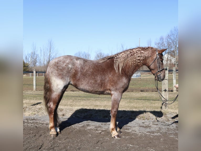 Percheron Mix Mare 4 years 16.1 hh Roan-Red in Perkasie