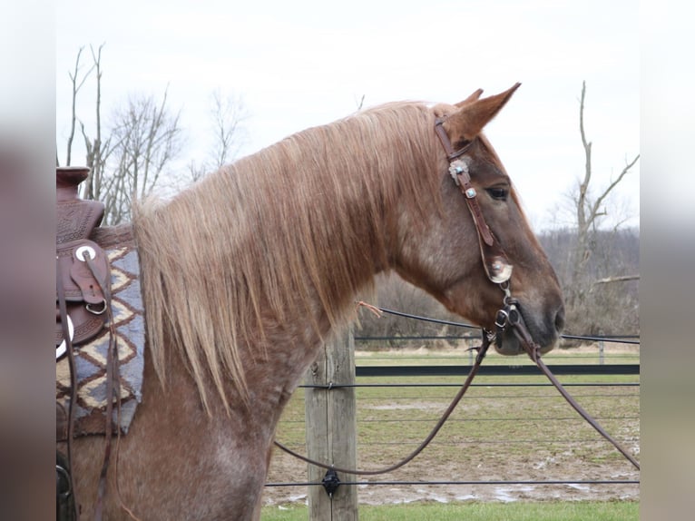 Percheron Mix Mare 4 years 16.1 hh Roan-Red in Perkasie