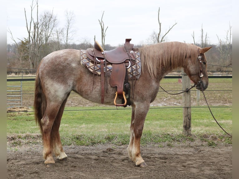 Percheron Mix Mare 4 years 16.1 hh Roan-Red in Perkasie