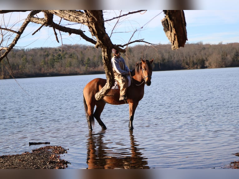 Percheron Mix Mare 4 years 16 hh Bay in Perkasie