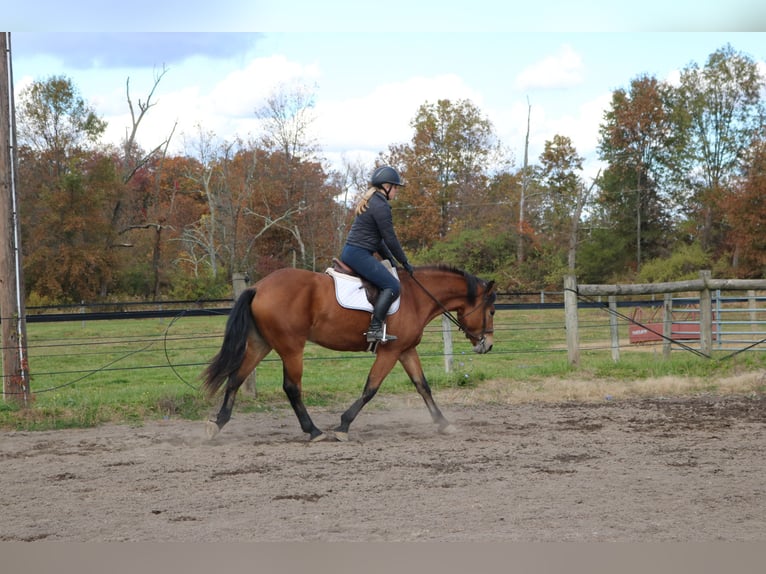 Percheron Mix Mare 4 years 16 hh Bay in Perkasie