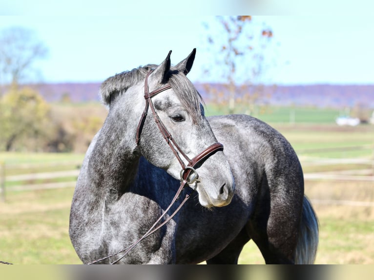 Percheron Mix Mare 4 years 16,1 hh Grey in Gap