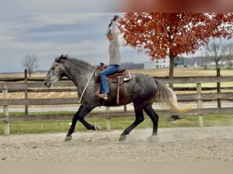 Percheron Mix Mare 4 years 16,1 hh Grey in Gap