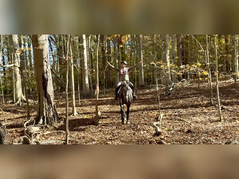 Percheron Mix Mare 4 years 16,1 hh Grey in Gap