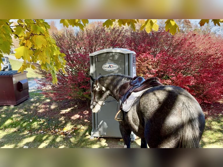Percheron Mix Mare 4 years 16,1 hh Grey in Gap