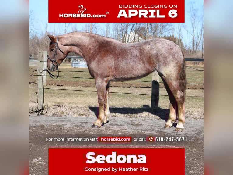 Percheron Mix Mare 4 years 16,1 hh Roan-Red in Perkasie