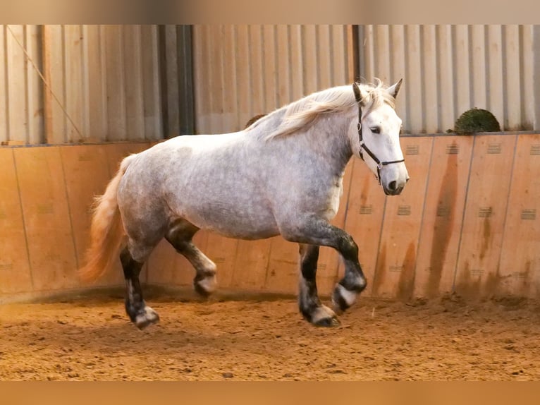 Percheron Mare 4 years 17 hh Gray-Dapple in Neustadt (Wied)