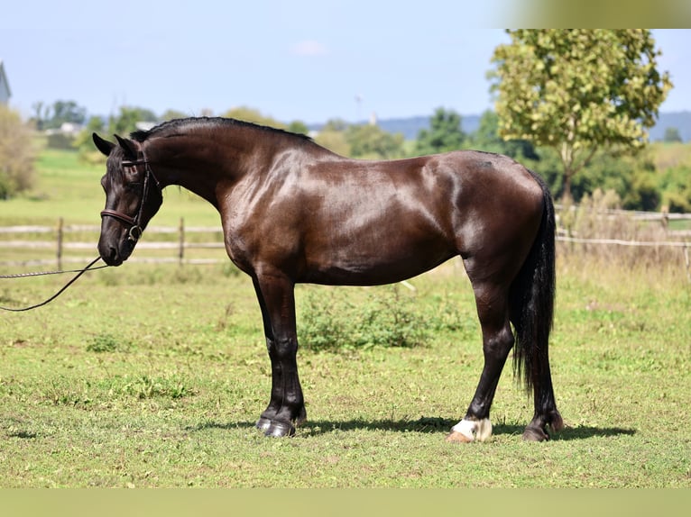 Percheron Mix Mare 4 years Black in Gap
