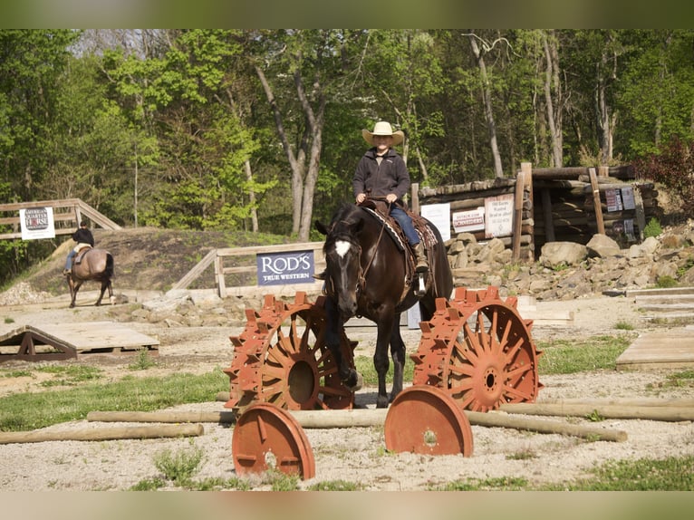 Percheron Mix Mare 4 years Black in Fresno