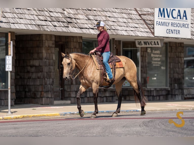 Percheron Mix Mare 5 years 15,3 hh Buckskin in Bogard
