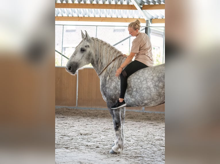 Percheron Mare 5 years 16.1 hh Grey-Dapple in Kaldenkirchen
