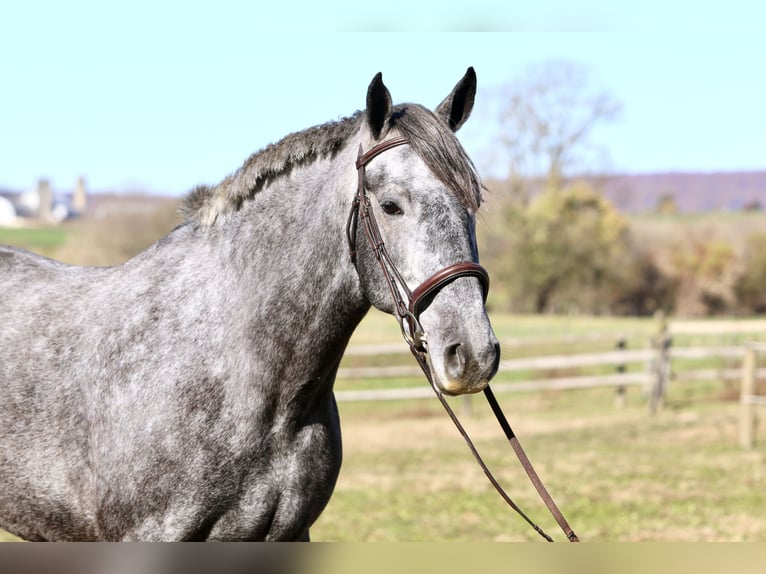 Percheron Mix Mare 5 years 16.1 hh Grey in Gap